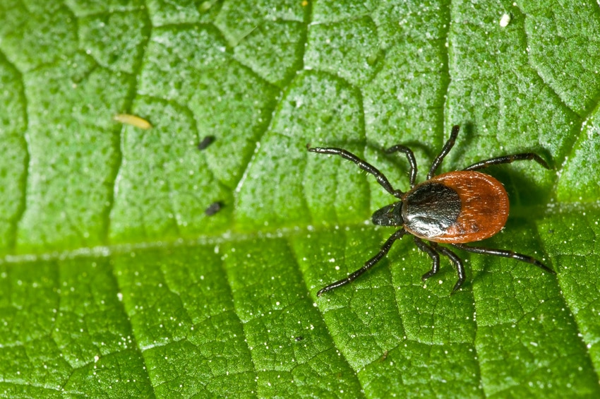 Tick on leaf. Ixodes ricinus. - Richmond Natural Medicine