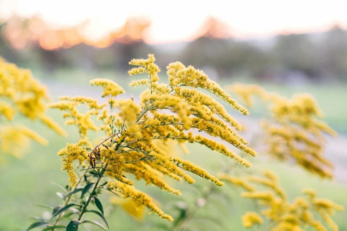 Goldenrod is a medicinal herb and wild flower