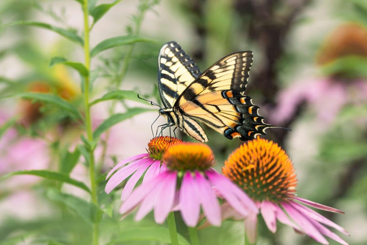 Echinacea Pollinators