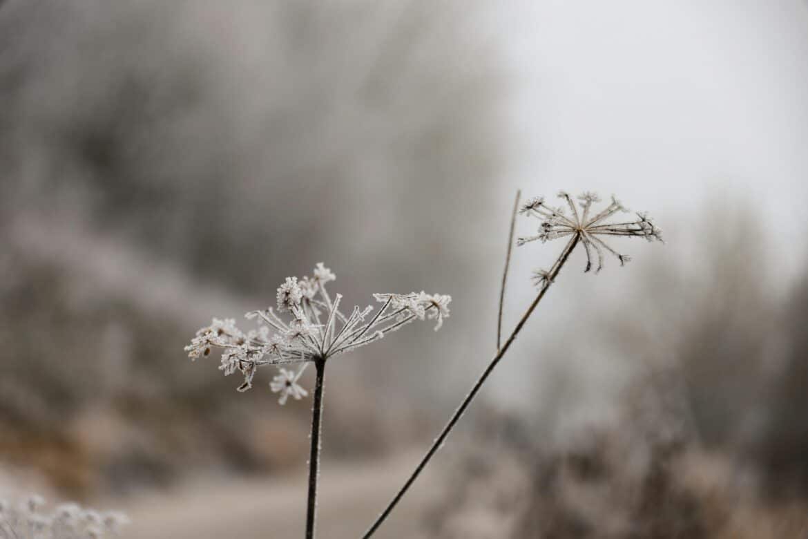 Nature in the winter