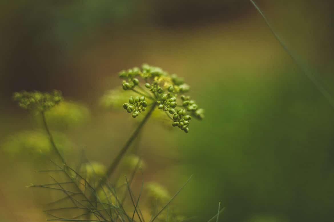 fennel is an herb that helps with gas and indigestion