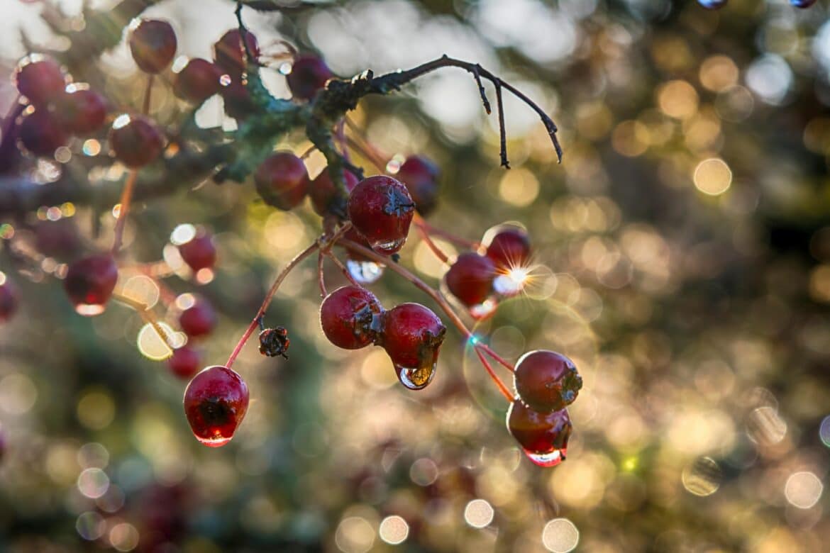 Hawthorn herb