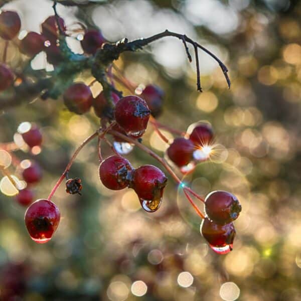 Hawthorn herb